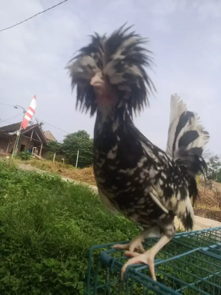 Jual Ayam Polandia
