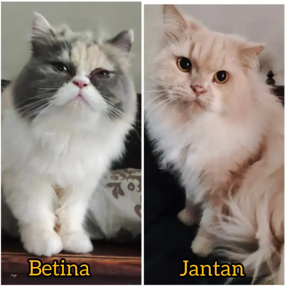 Free Adopt sepasang kucing persia