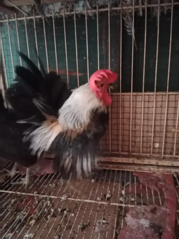 Ayam tema serama jantan