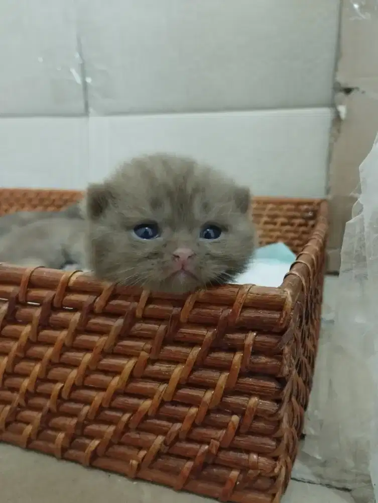 Pre Order Kitten BSH