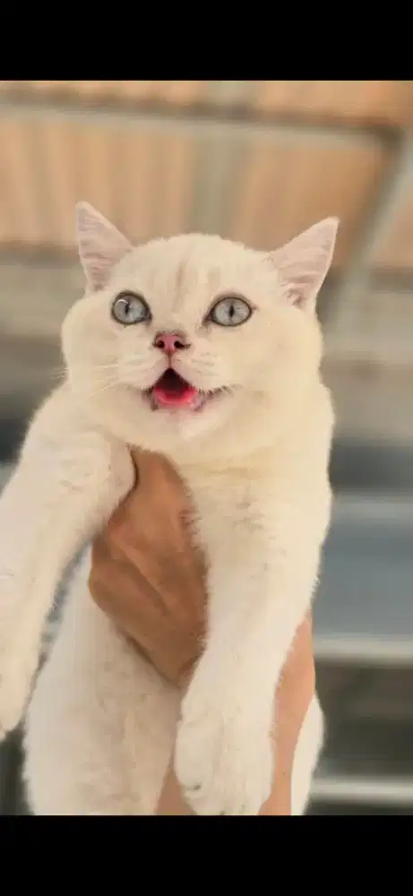 Kucing BSH kitten warna putih salju