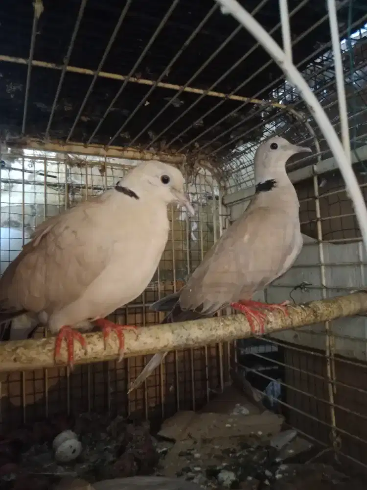 Burung puter sepasang dewasa