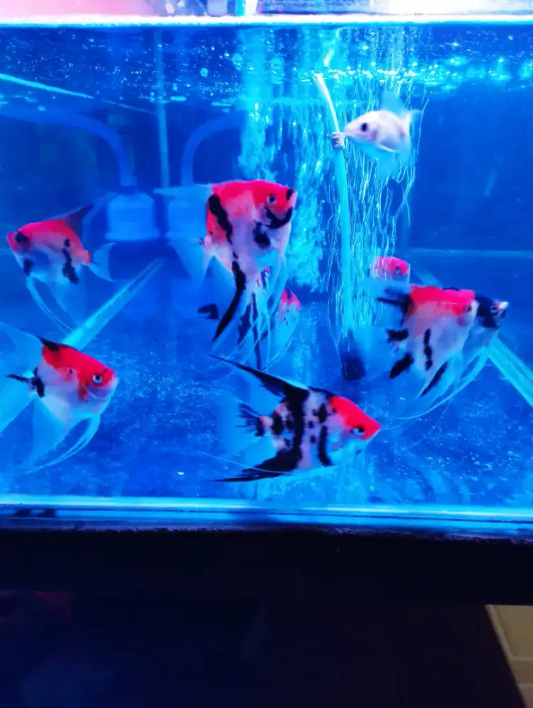 Ikan menfish red devil red koi