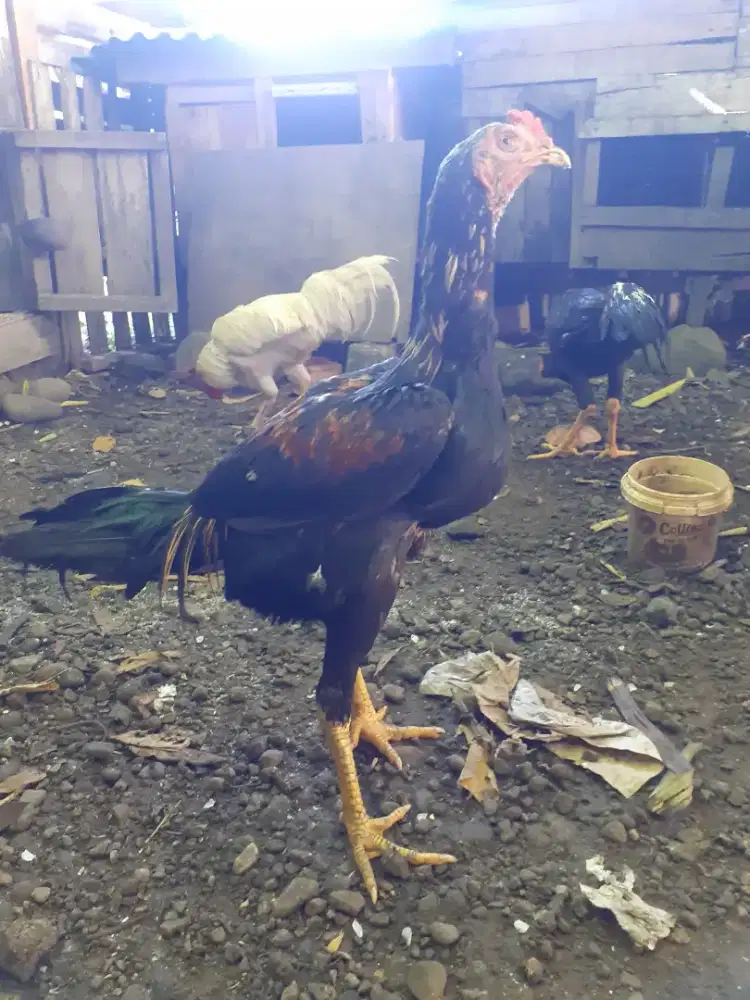 borongan enam ekor