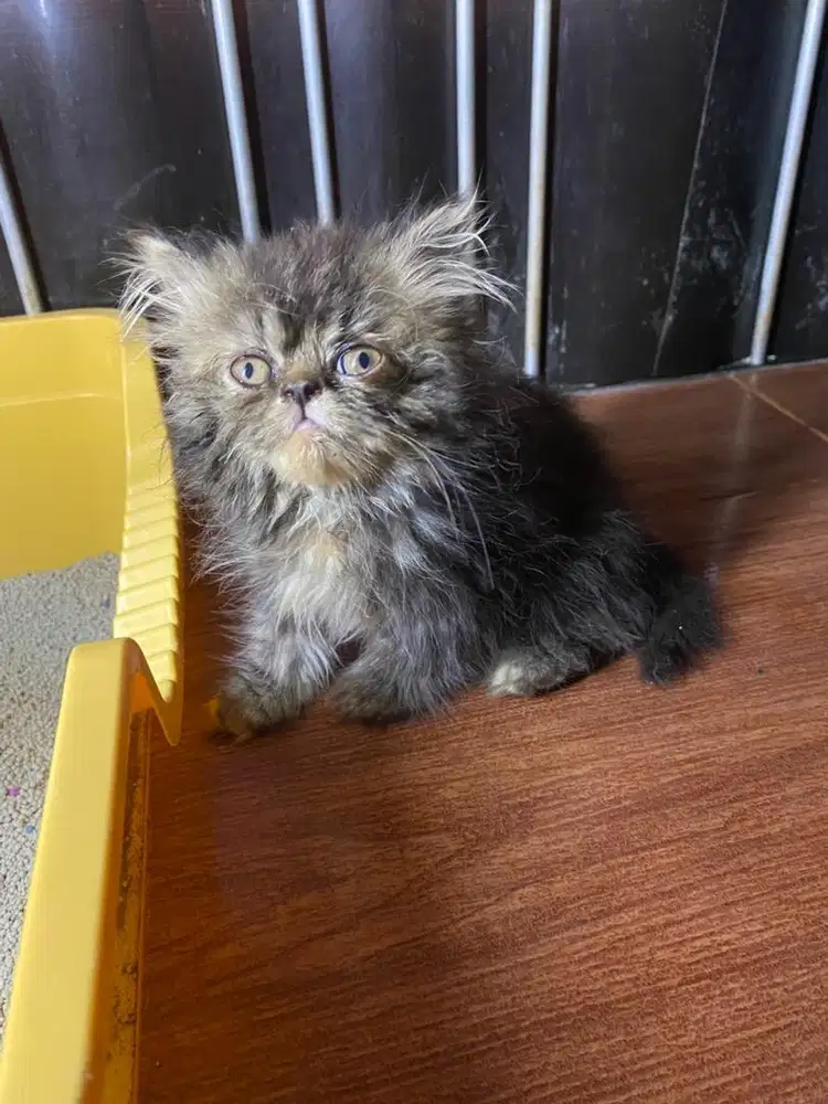 LA Kitten Persia Betina