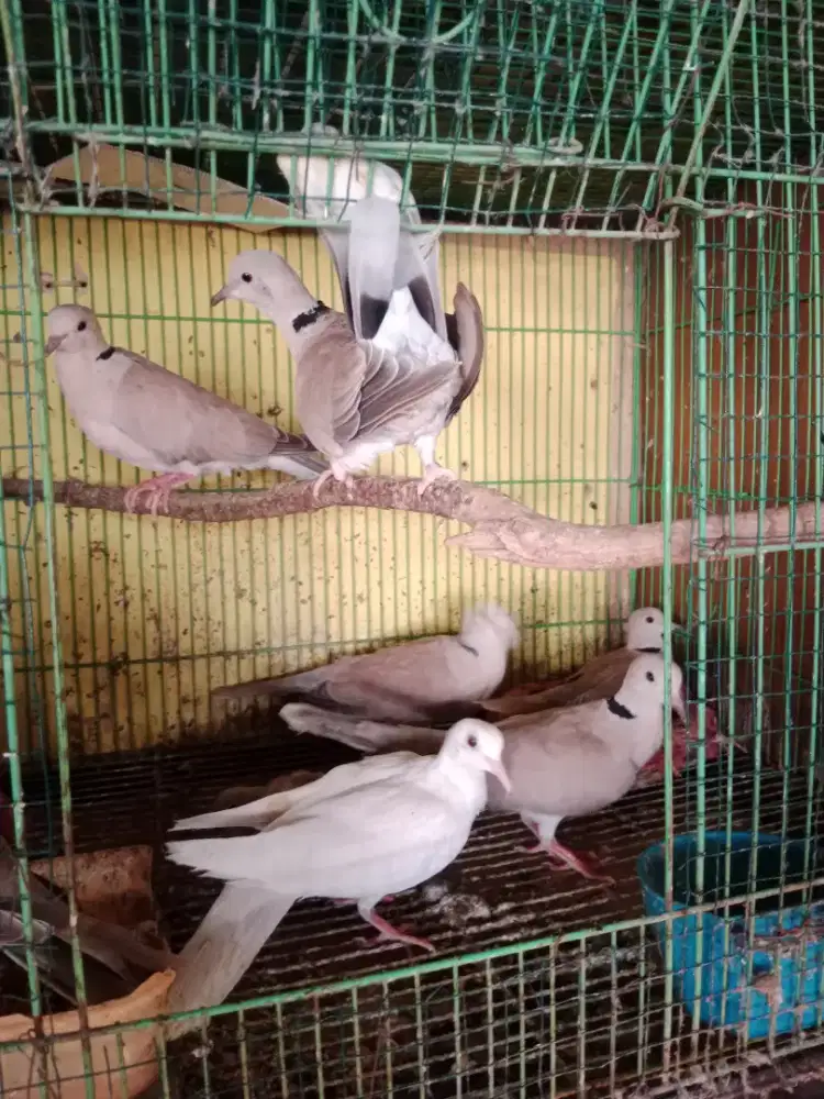 Burung puter dewasa