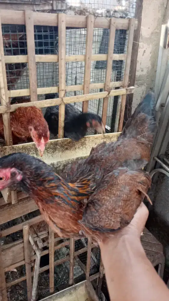 Jual Ayam kampung