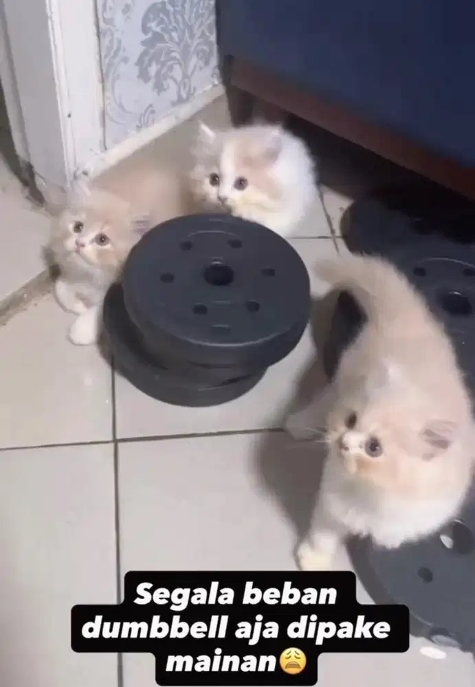 Kucing persia flatnose