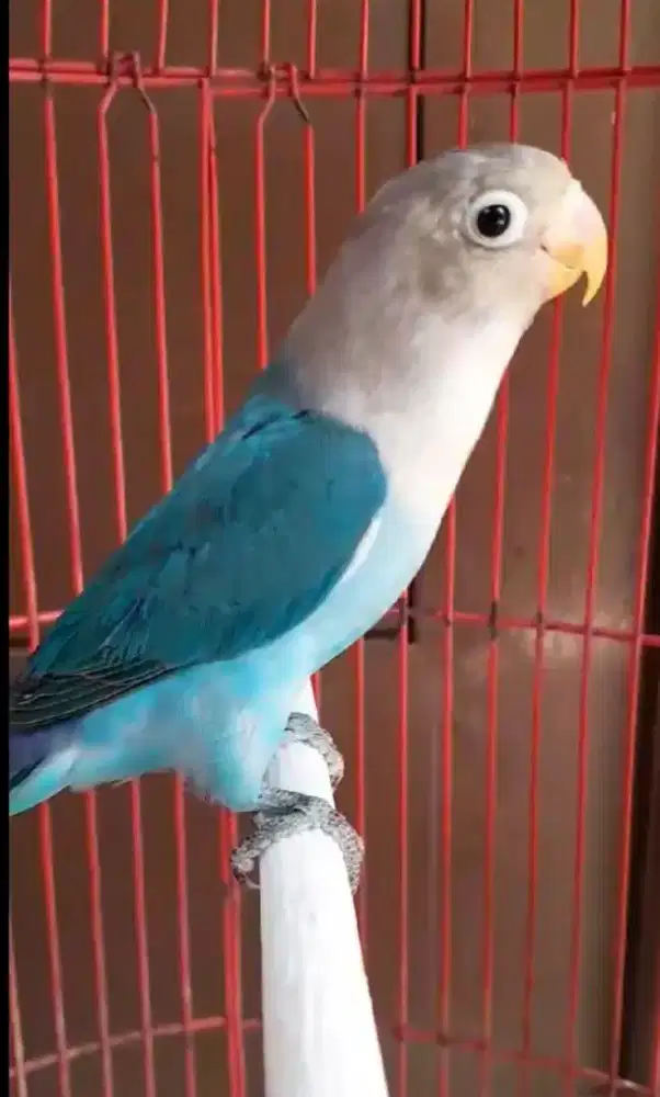 Lb balibu cobalt