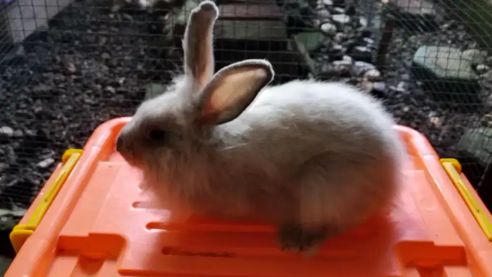 KELINCI HIAS ( Classicrabbit_buitenzorg )
