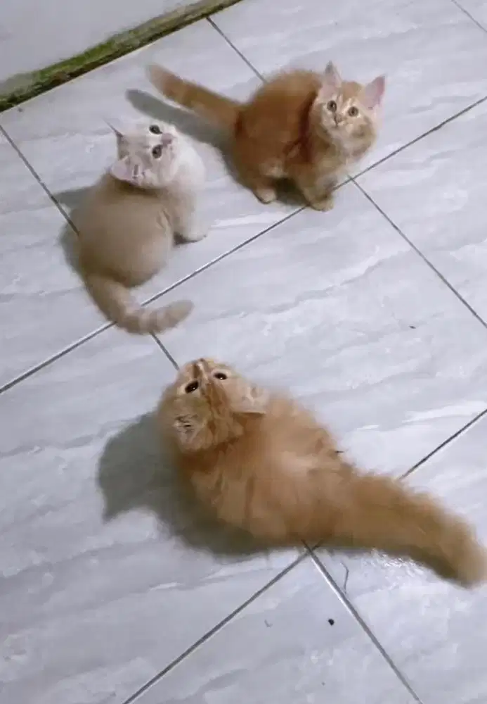 Kucing persia mix maincoon