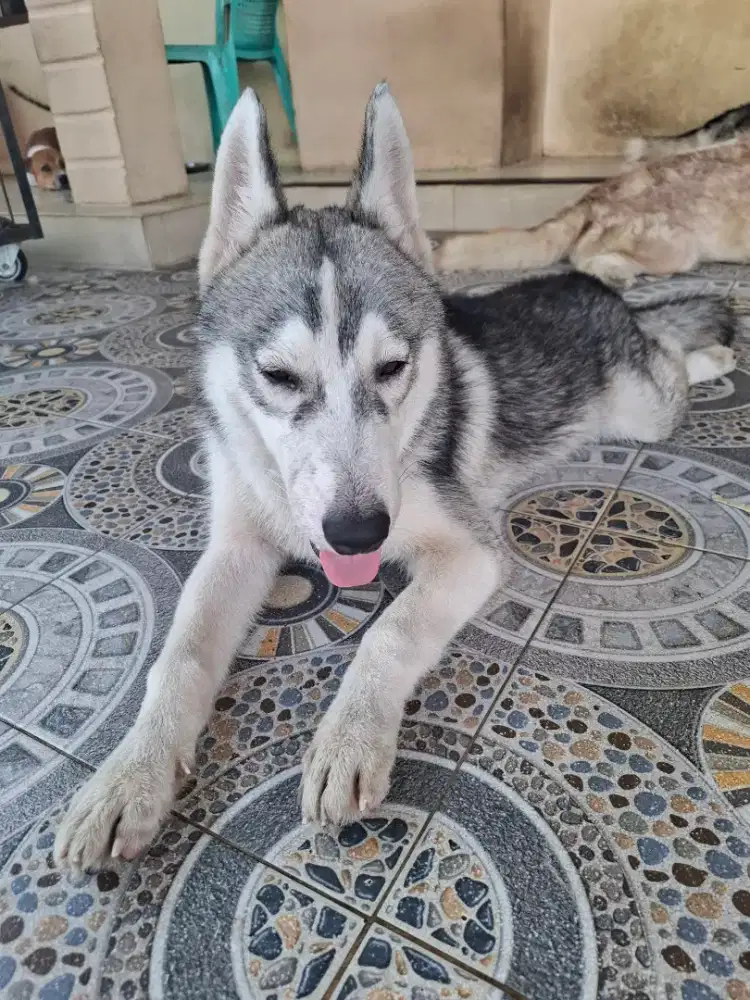 Anjing husky jantan