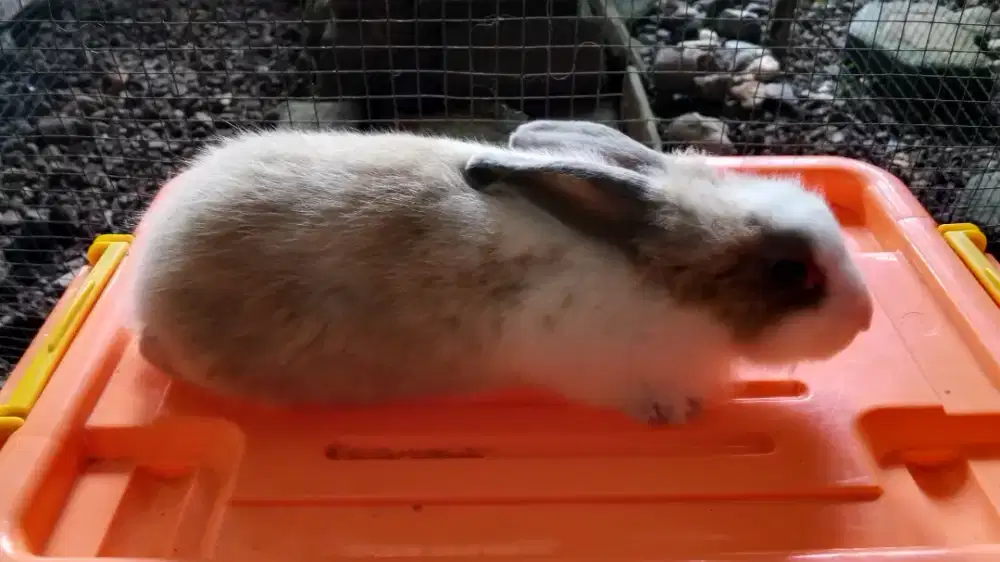KELINCI HIAS ( Classicrabbit_buitenzorg )