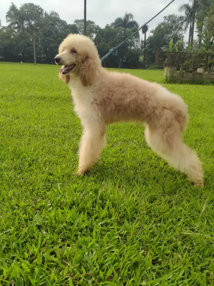 Giant poodle (puncak cianjur)