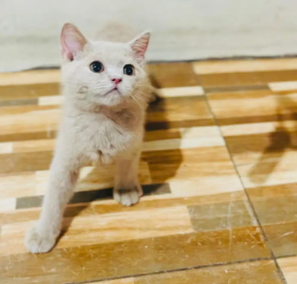 Bsh lilac jantan