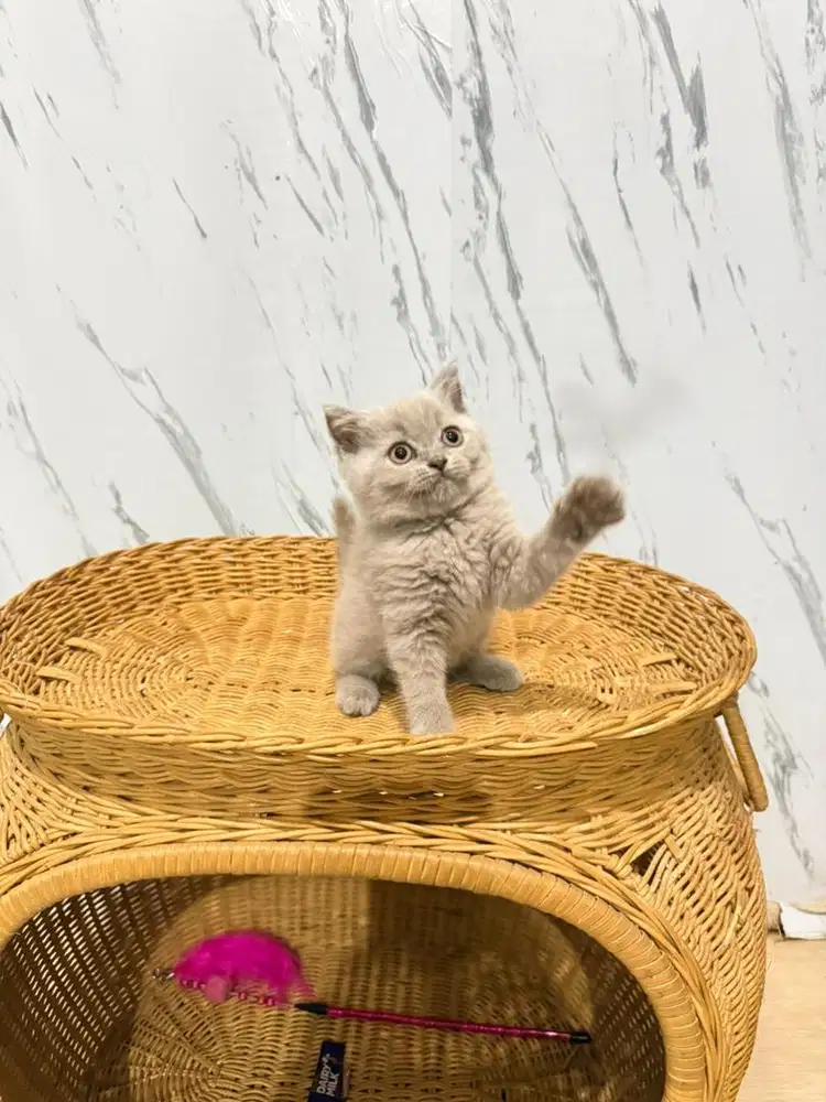 Britishshorthair