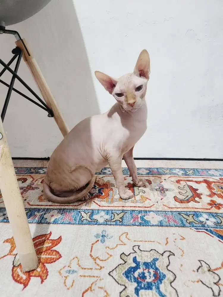 Kucing Sphynx Jantan 7 Bulan
