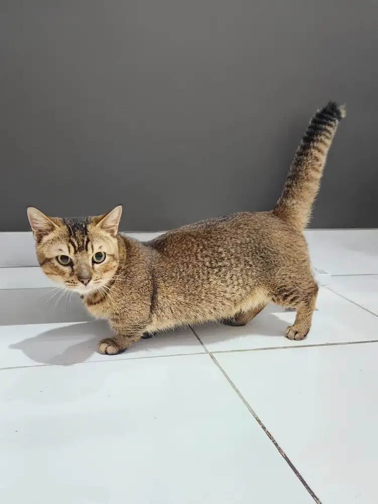 Kucing BSH Munchkin Jantan