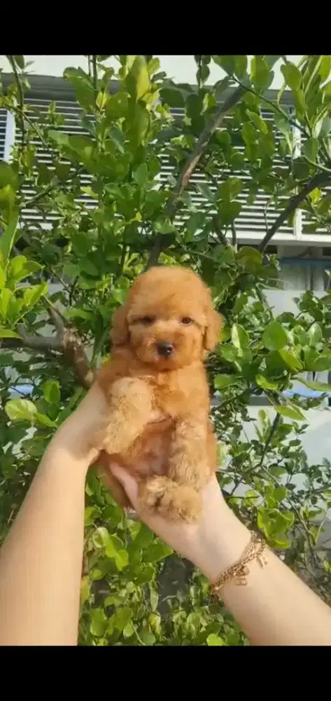 Toy poodle jantan