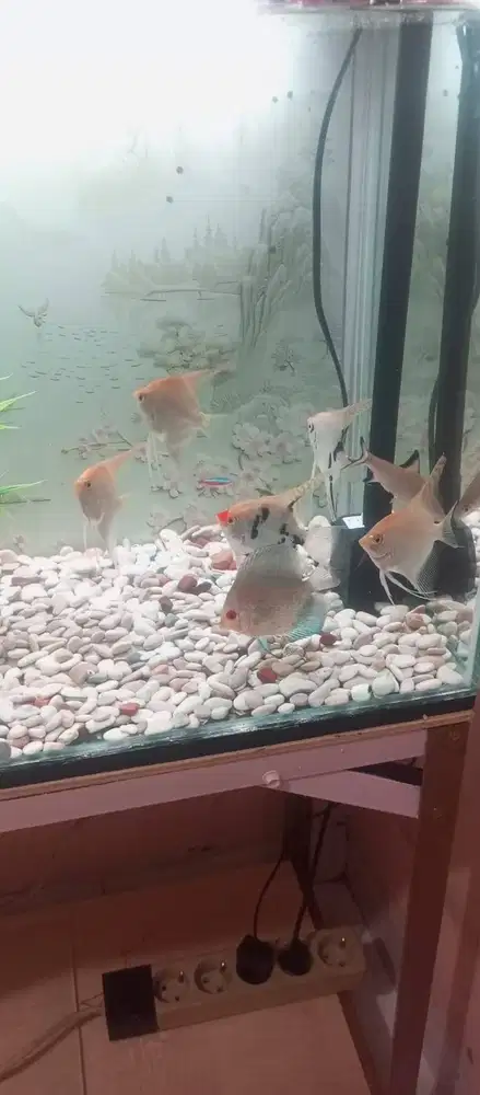 ikan diskus dan lainnya