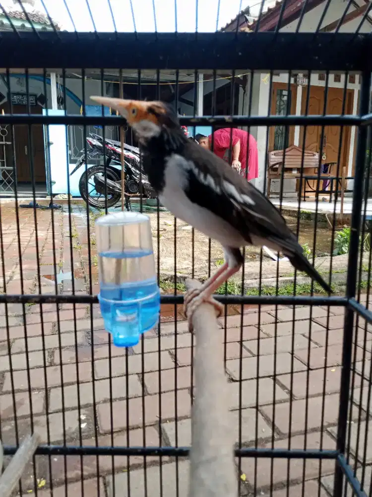 Jalak suren jinak