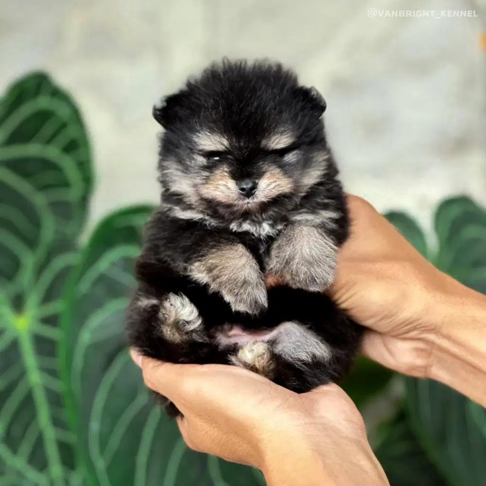 Pomeranian Blacktan
