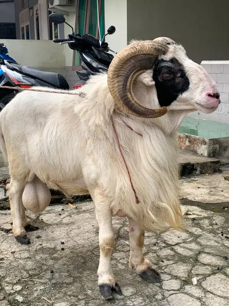 domba garut siap kurban