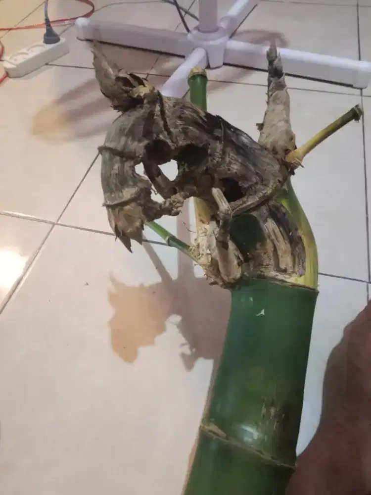 bambu unik langka