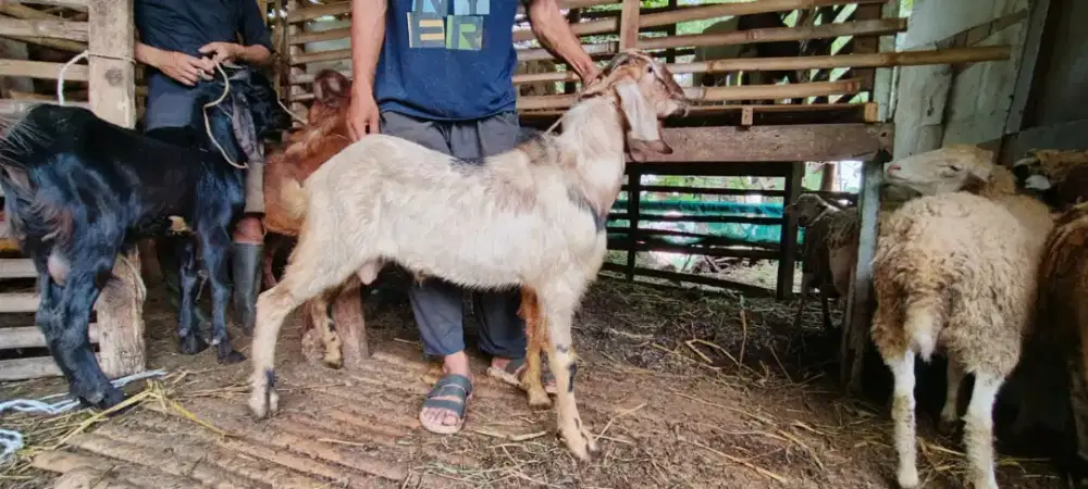 Kambing kurban murah