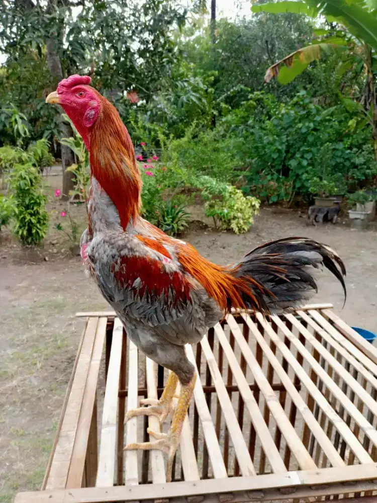 Bkmangon joko kasep