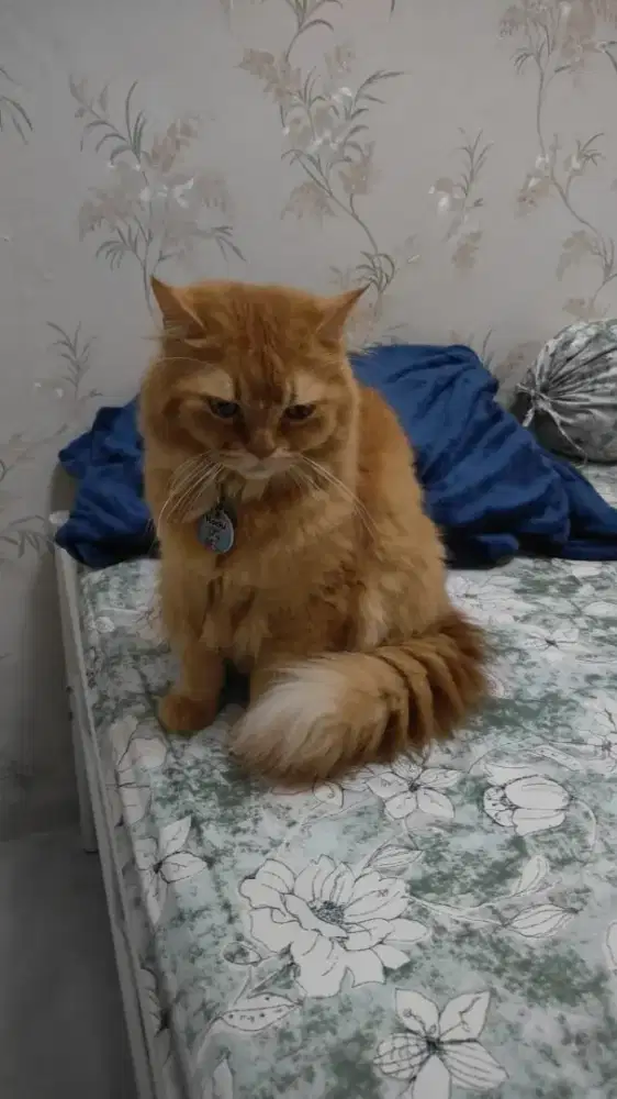 Di butuhkan karyawan yg sayang kucing