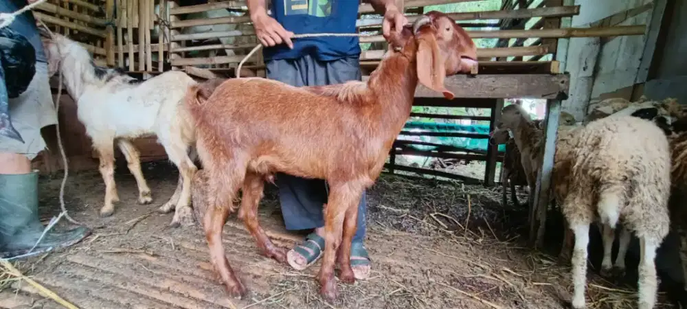 Kambing qurban termurah
