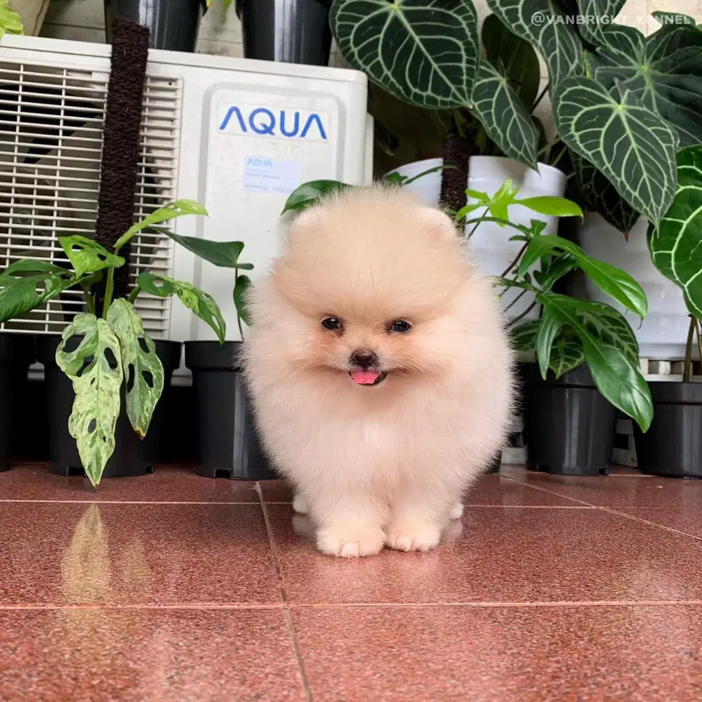 Pomeranian Putih