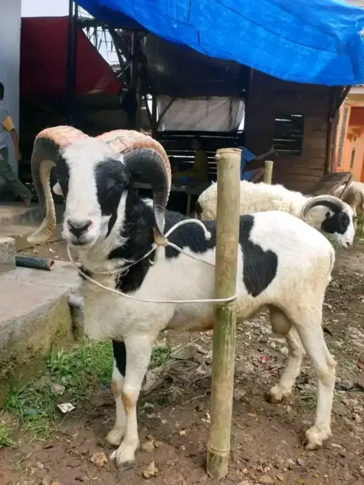 Kambing Qurban nih bosku