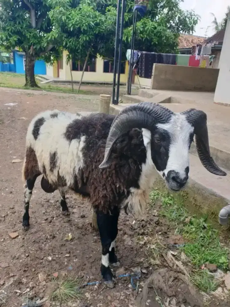 Kambing Qurban nih bosku Hakihah dan lain nya banyak pilihan