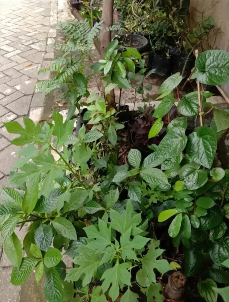 Tanaman Toga Tanaman Obat Keluarga