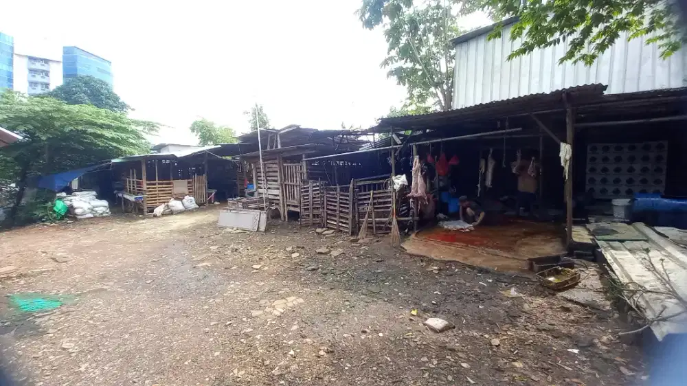 Kambing qurban murah