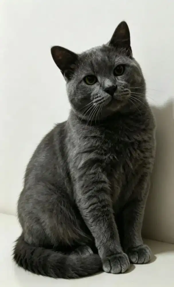 Kucing BSH mix jantan