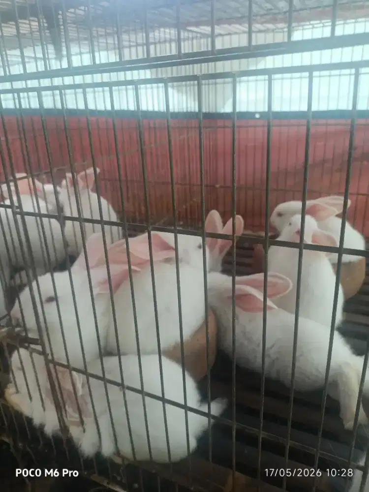 Kelinci hycole  sapihan, umur 37 hari