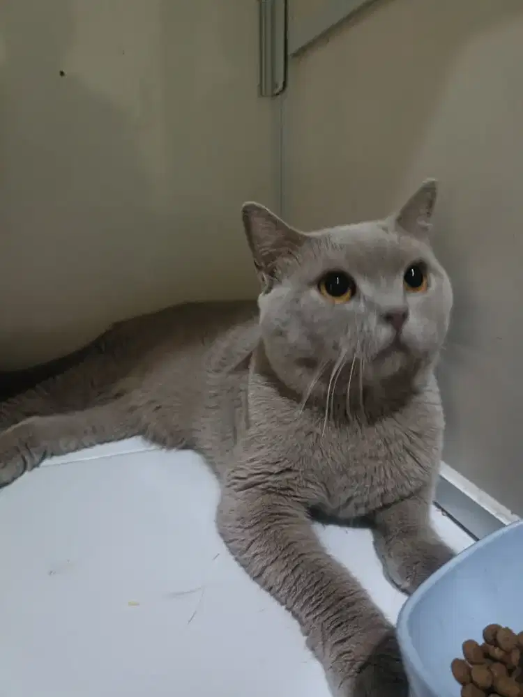 Kucing British shorthair