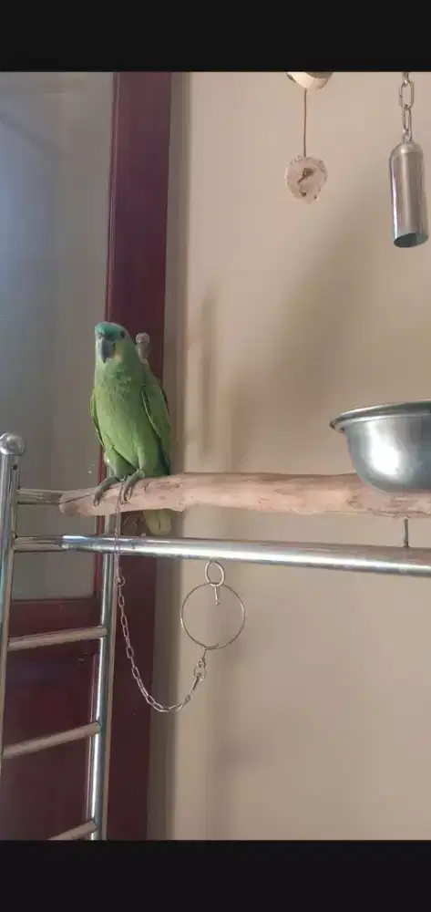 Burung parrot blue fronten amazone
