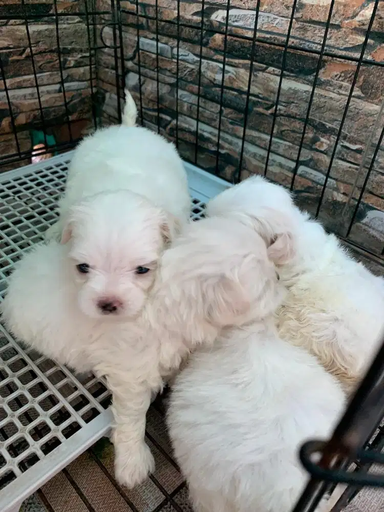 OPEN ADOPT SHIZTU 1,5 bulan