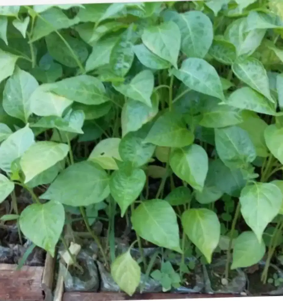 Bibit pohon cabe per polybag