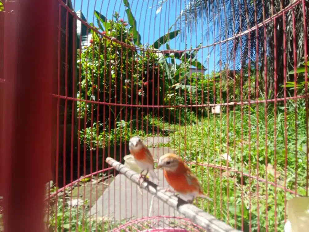 BURUNG RED SISKIN DD SEJODO