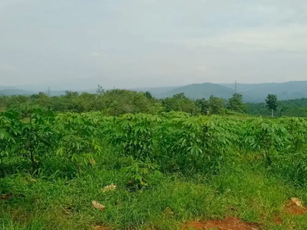 JUAL TANAH DAERAH SUKABUMI