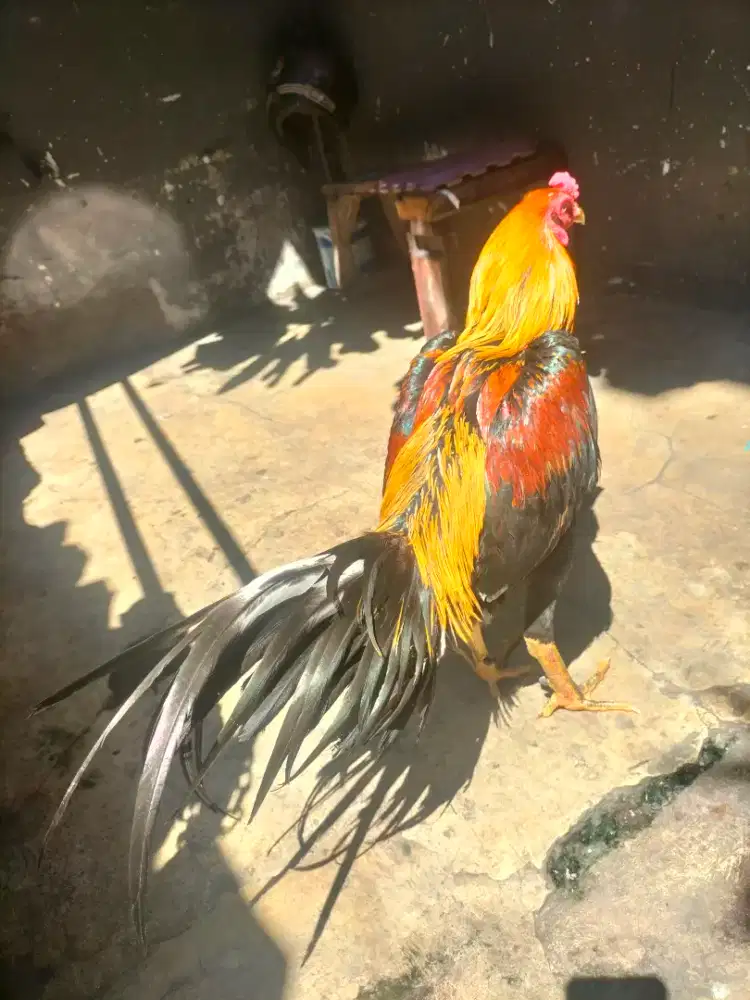 Ayam jajangkar bangkok selatan wiring kuning kelasss
