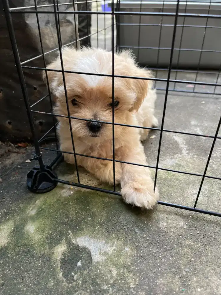 Shihpo ( dam shihtzu x sire poodle )