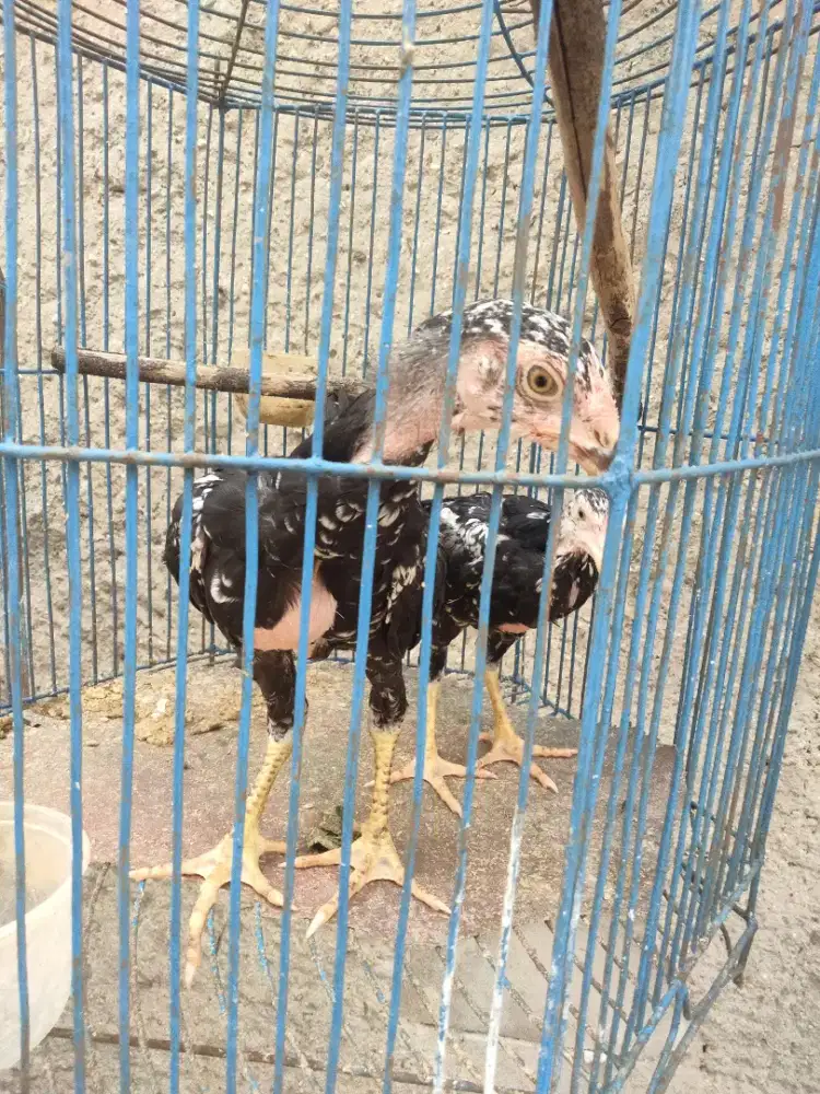 Ayam Bangkok anakan