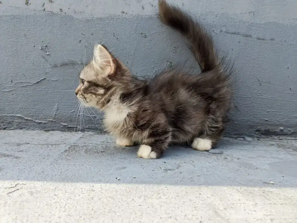 Jual kitten cebol muckhin betina non extrem