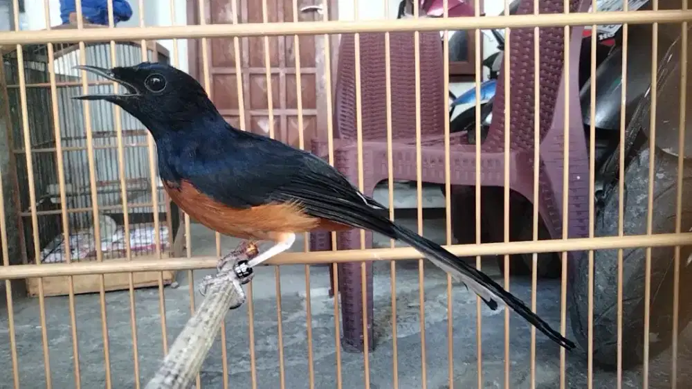 Murai pastol jantan rajin ngeriwik ngeplong